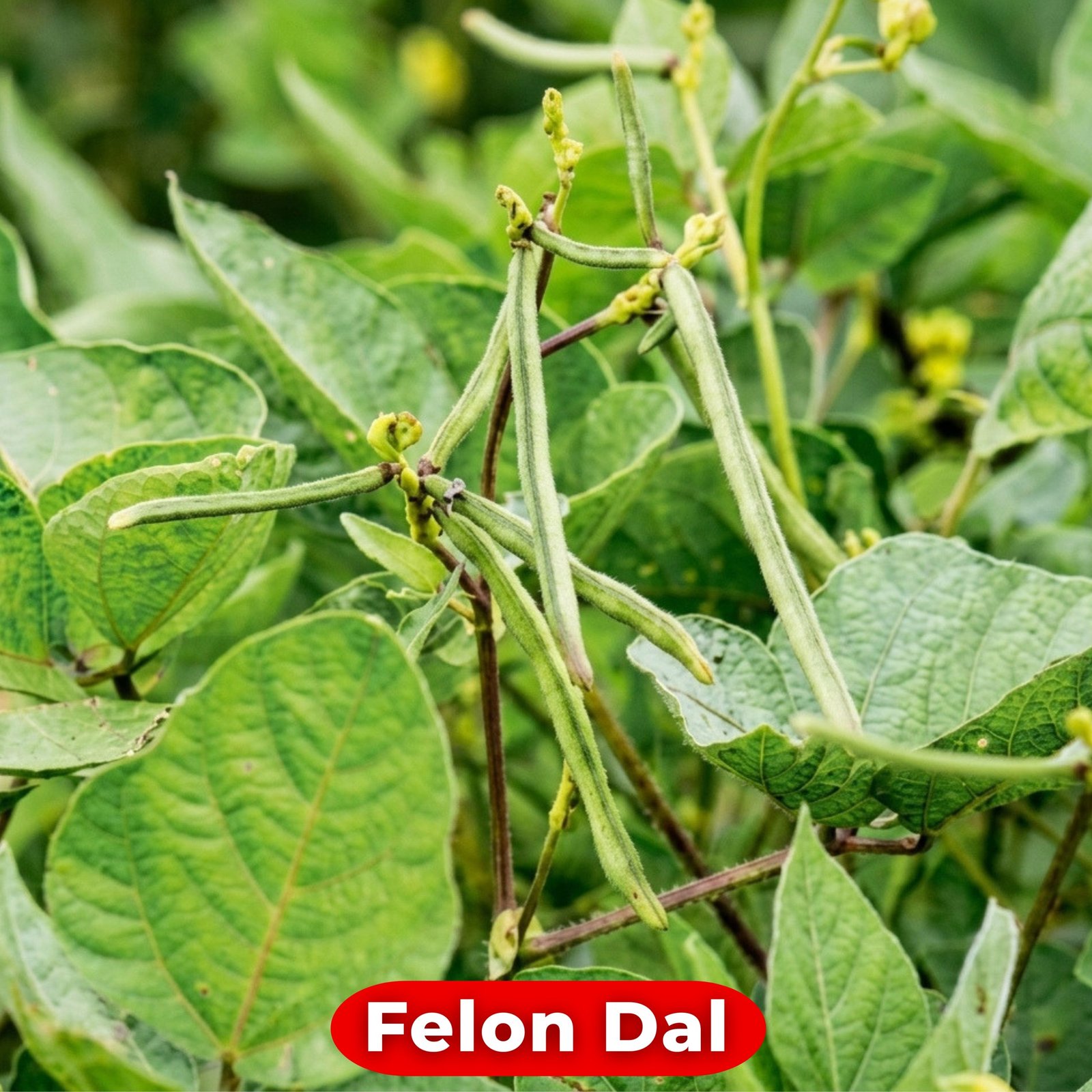 Green Felon Dal cowpea seed pods hanging on the vine, Vigna unguiculata plant