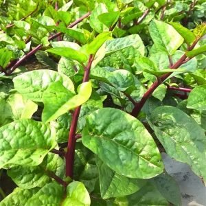 Pui Shak Red Leaf Indian Spinach seeds