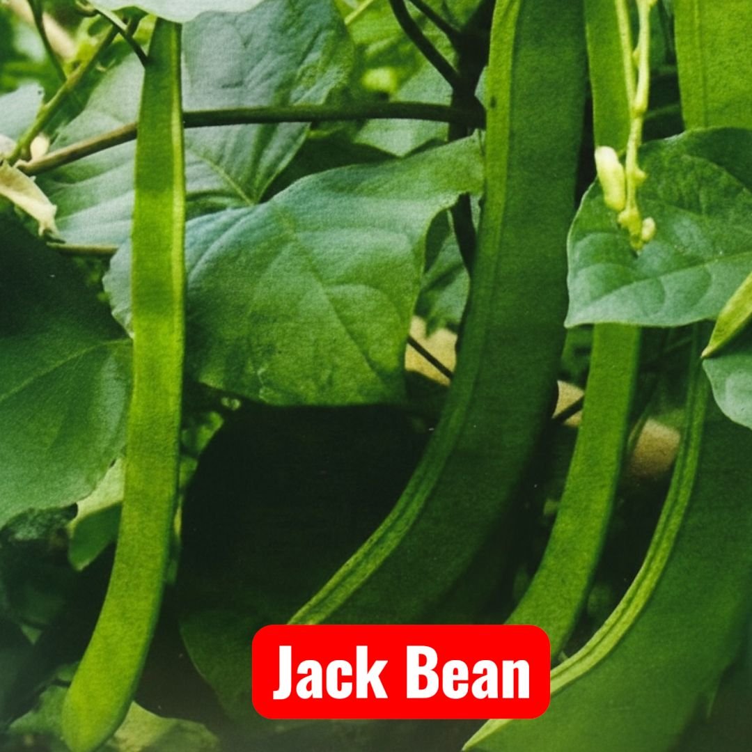 • Mahin Agro Jack Bean Seeds packaging - non-GMO seeds for planting