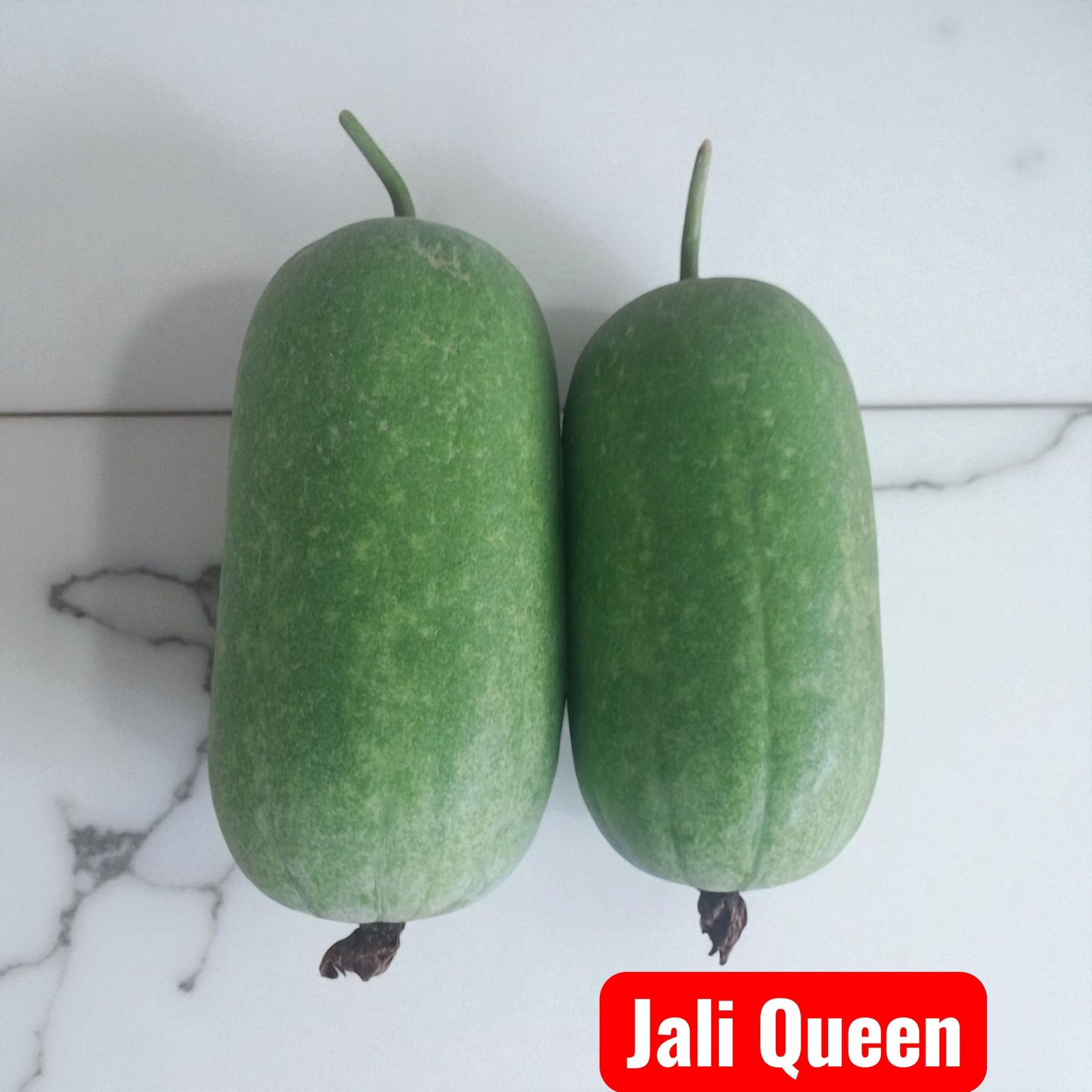 Wax Gourd || Jali Queen Wax Gourd Seeds 1 Gram Seeds - Image 2