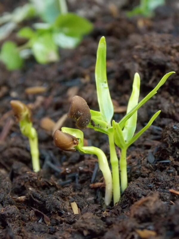 How to Germinate Seeds