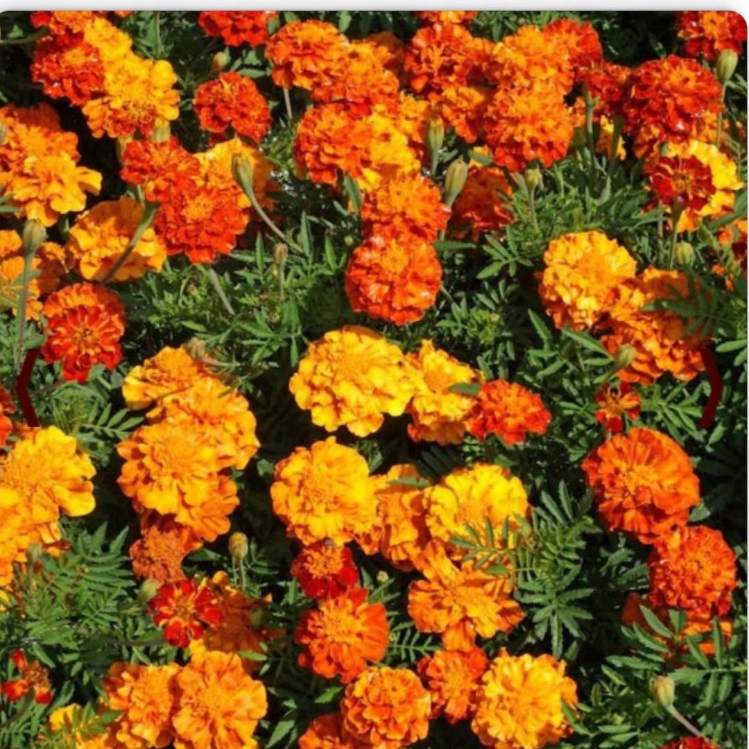 french marigold sparky mix flowers