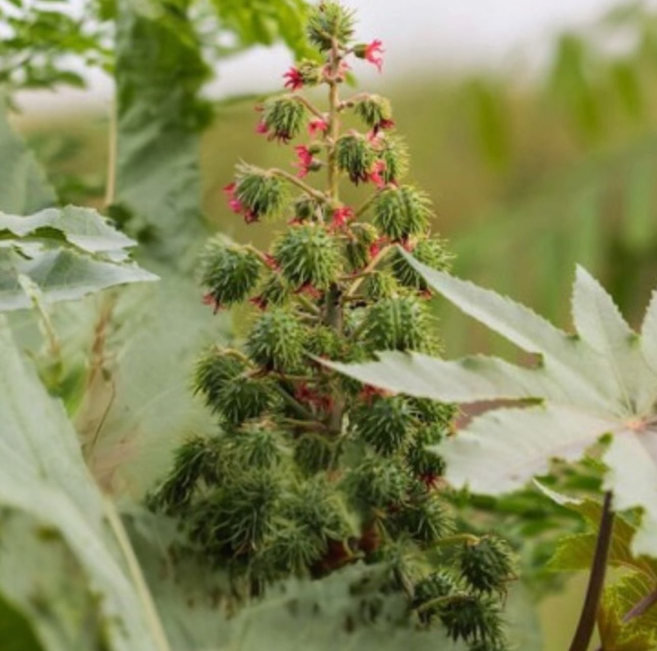 Zanzibar Castor Bean Seeds – Ricinus communis Ornamental Plant - Image 3
