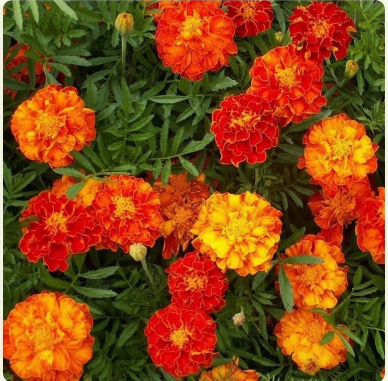 French Marigold Sparky Mix Seeds – Tagetes patula Flower Seeds - Image 5