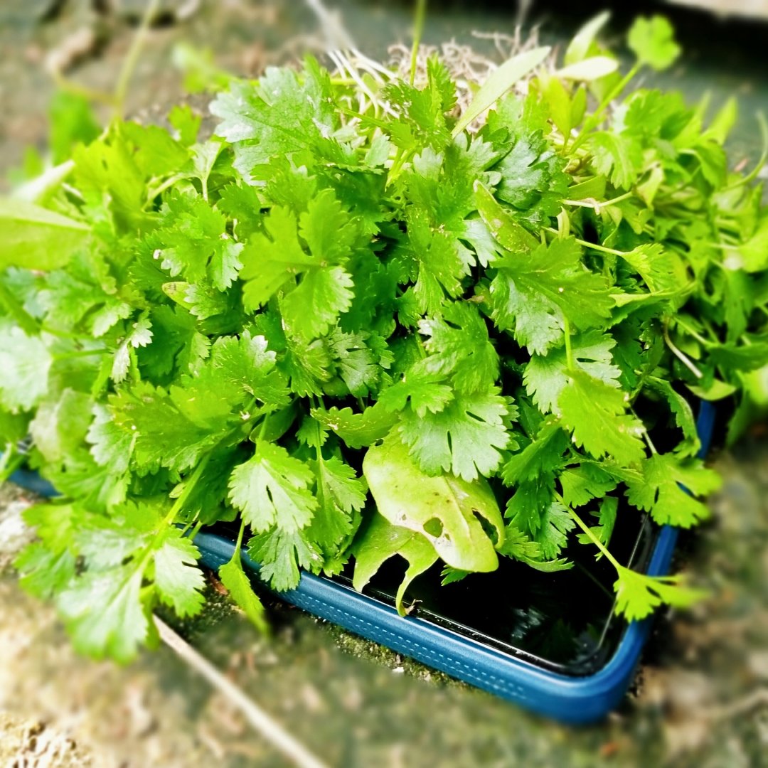 Fresh cilantro plant organic herb