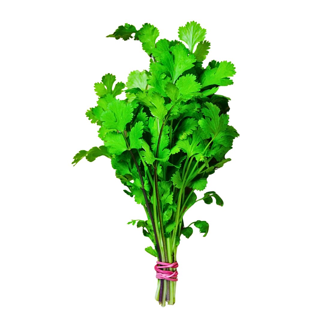 Coriander herb leaves close up