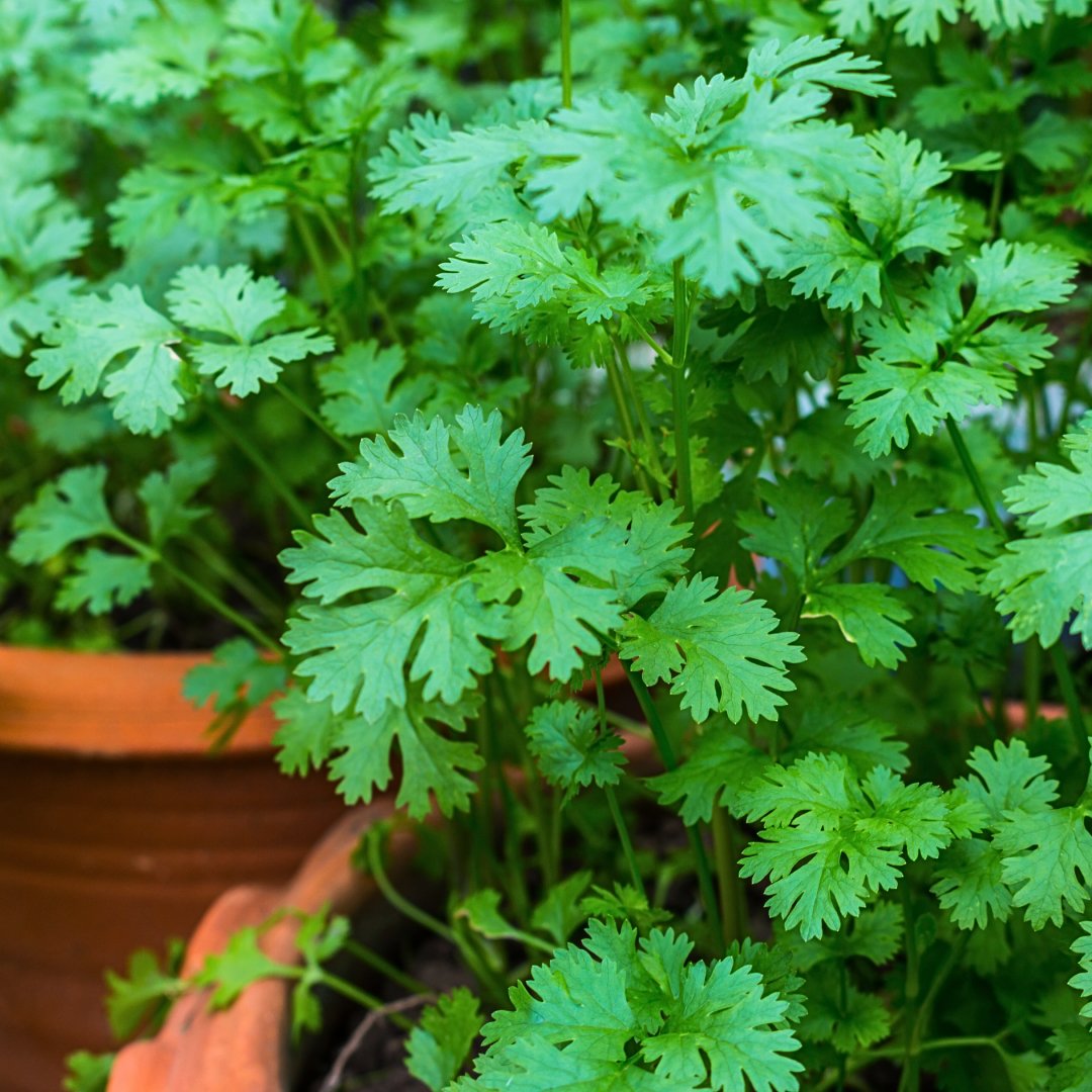 Non GMO coriander seeds plant