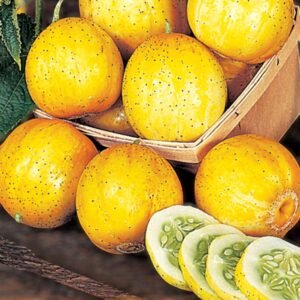 Heirloom lemon cucumber Cucumis sativus