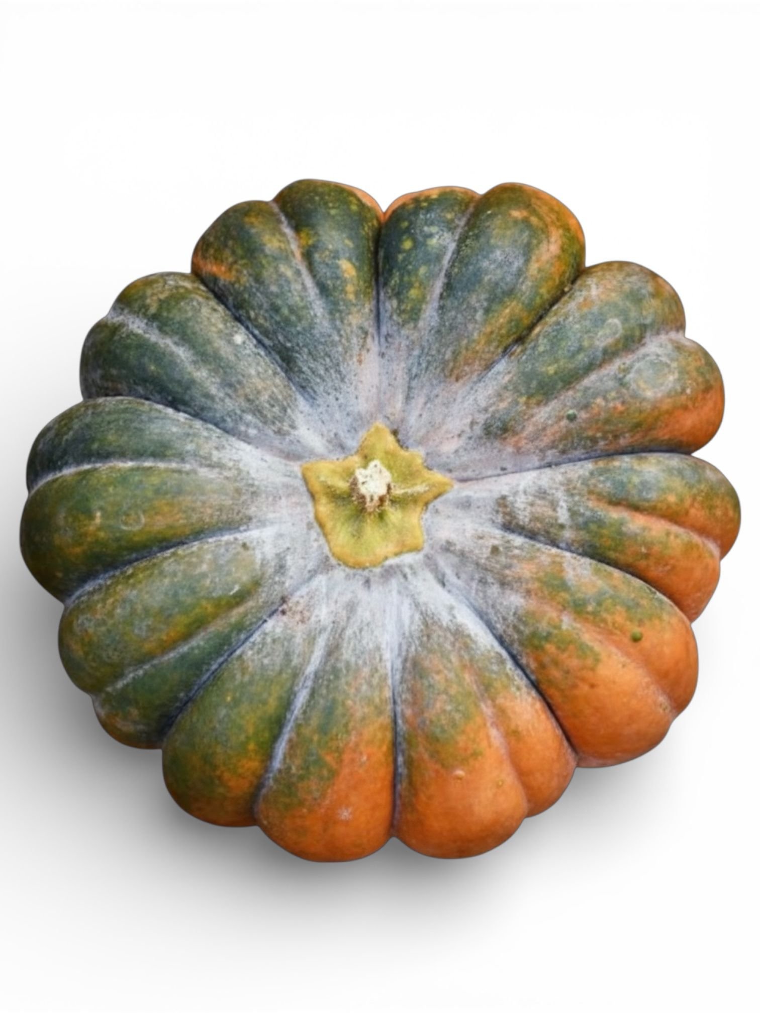 Musquee de Provence Pumpkin Seeds (Cucurbita moschata) – Heirloom French Fairytale Pumpkin - Image 3
