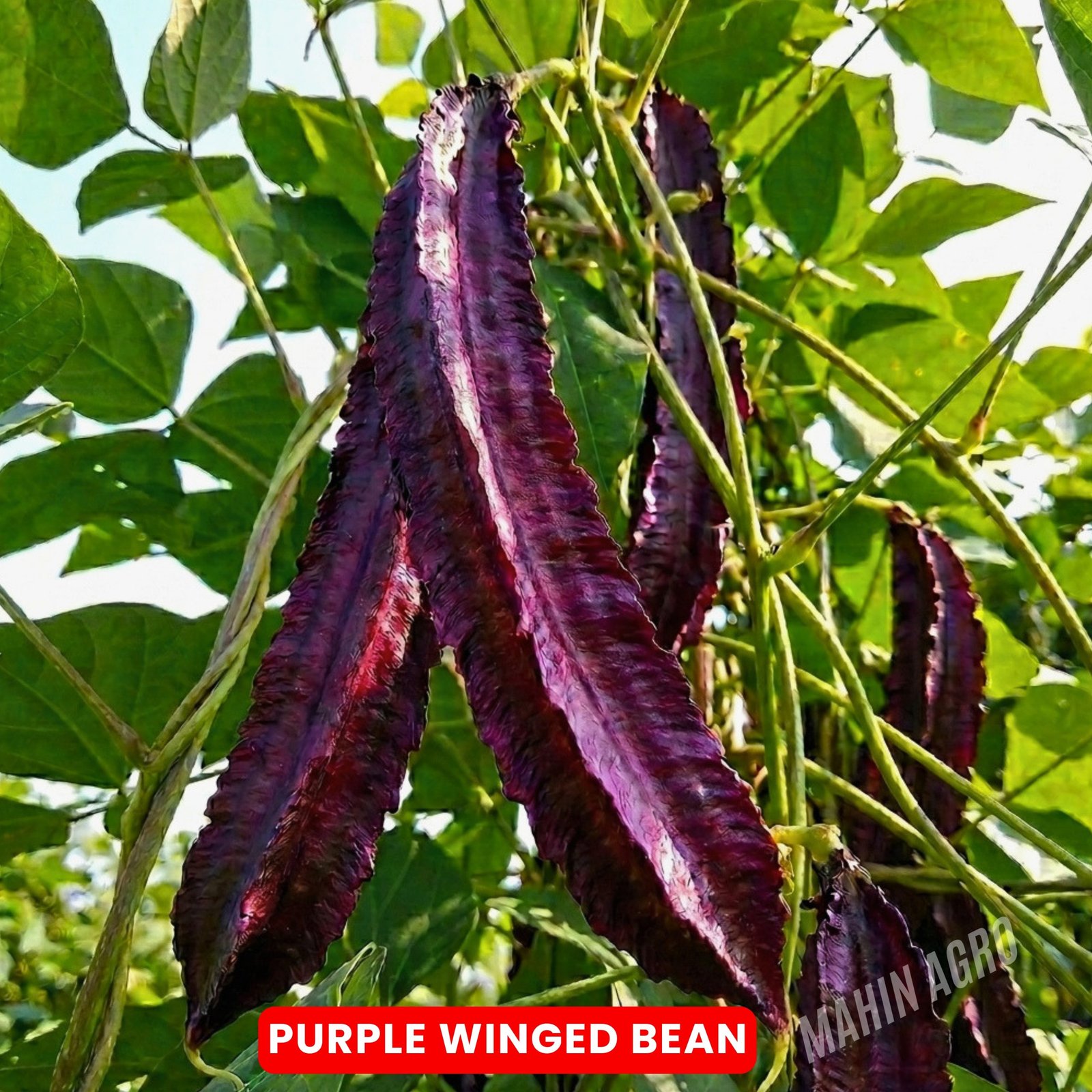 • Purple Winged Bean Delight pods growing on climbing vine, • Mahin Agro Purple Winged Bean Delight seed pods on the vine