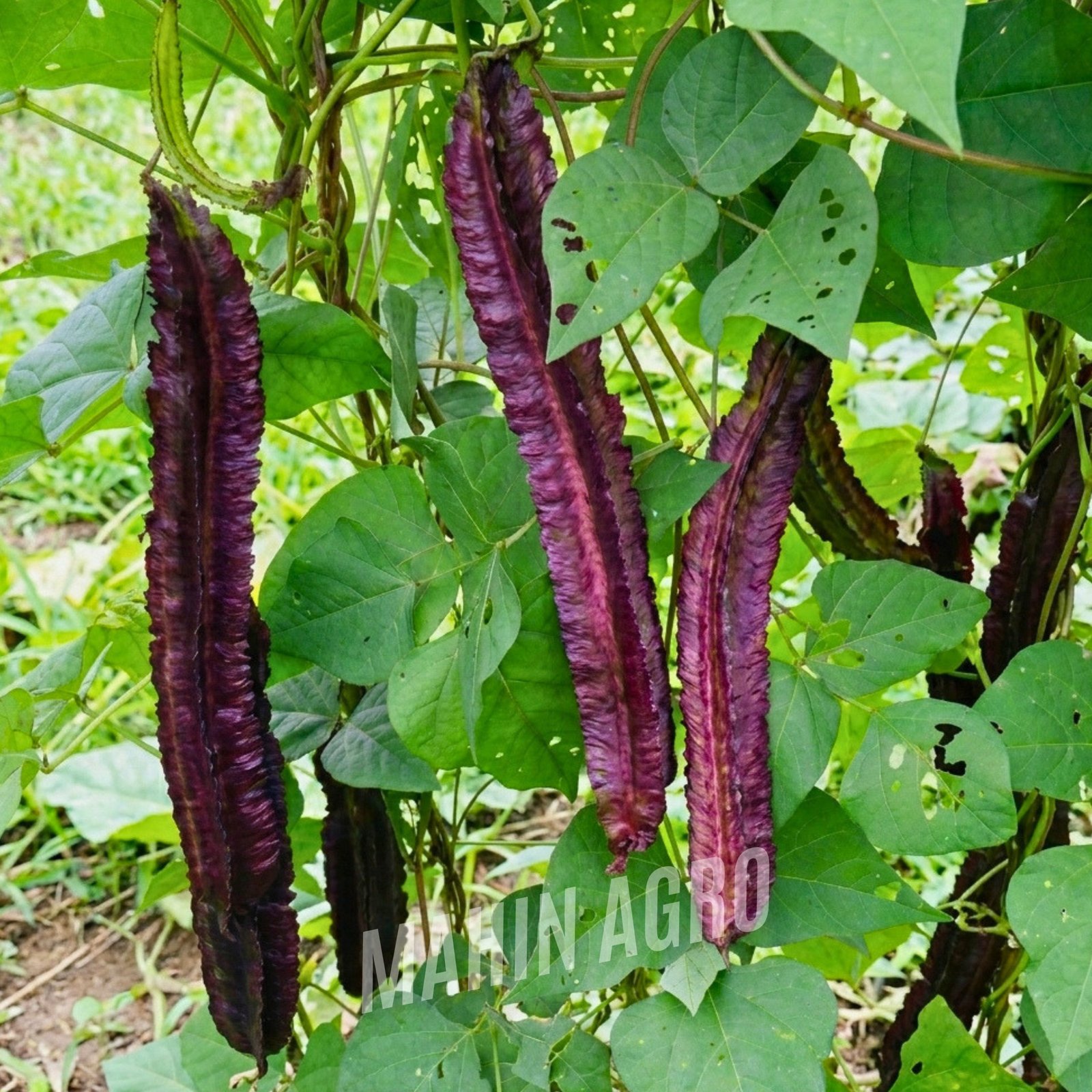• Purple Winged Bean Delight Psophocarpus tetragonolobus vine on trellis, • Close-up of deep purple ridged winged bean pods