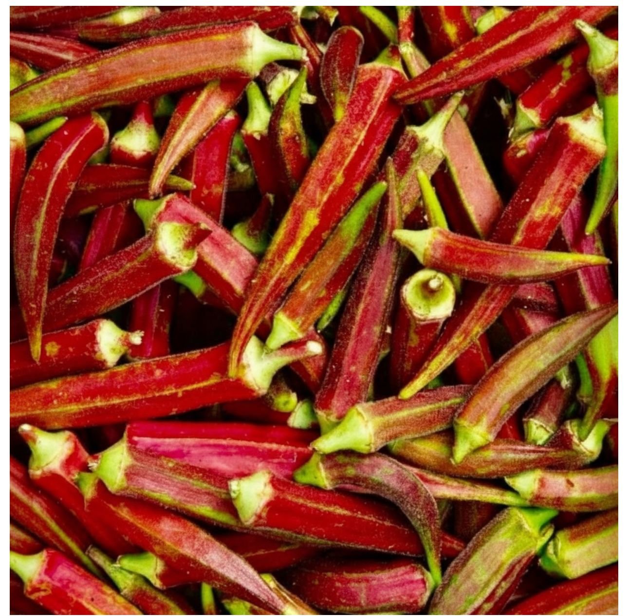 Red burgundy okra pods heirloom variety