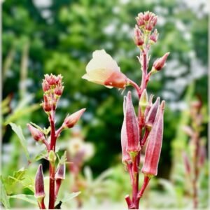 red okra vegetable fresh harvest