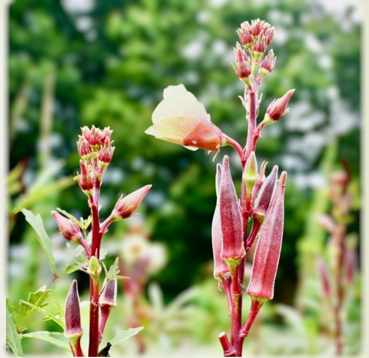 red okra vegetable fresh harvest
