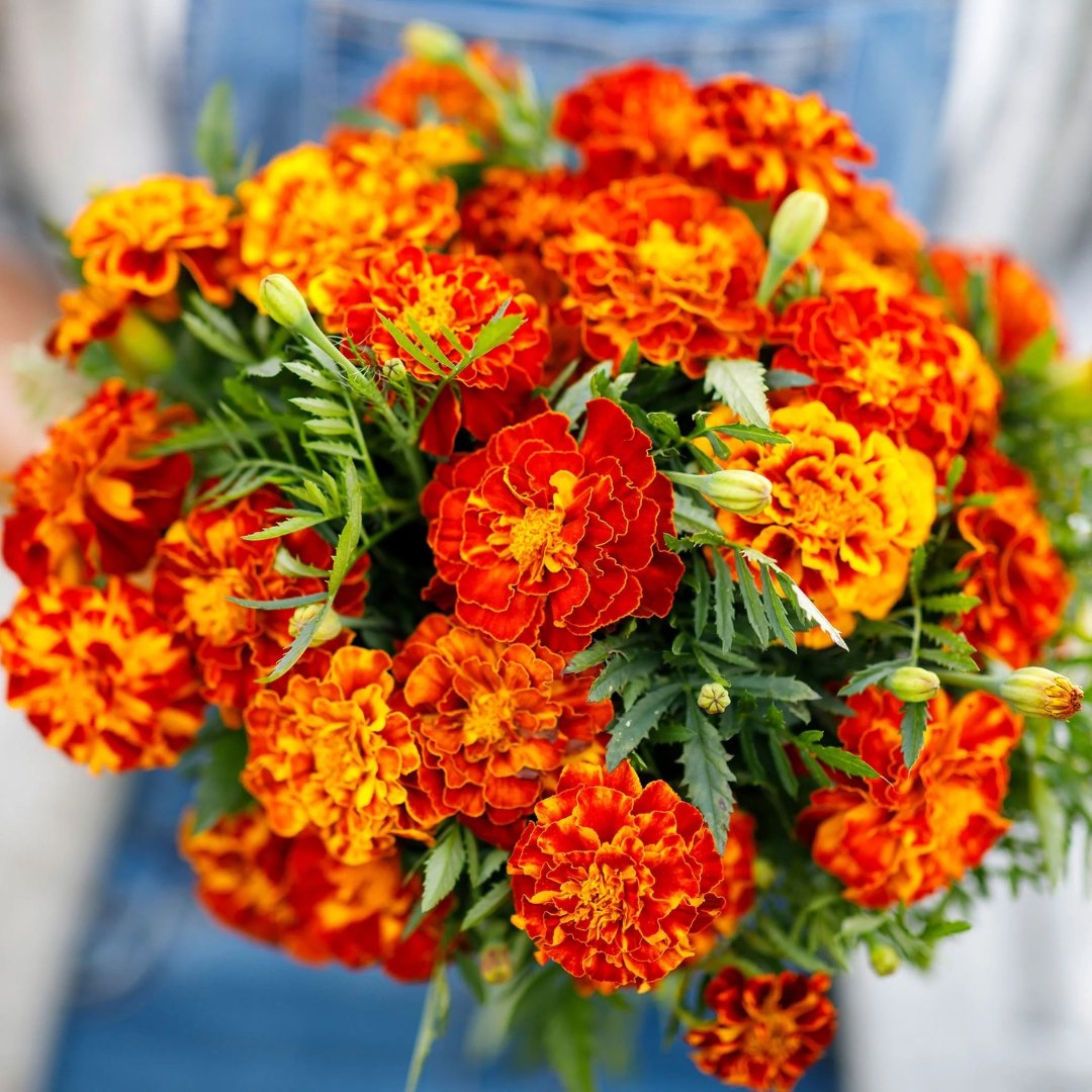 French Marigold Sparky Mix Seeds – Tagetes patula Flower Seeds - Image 2