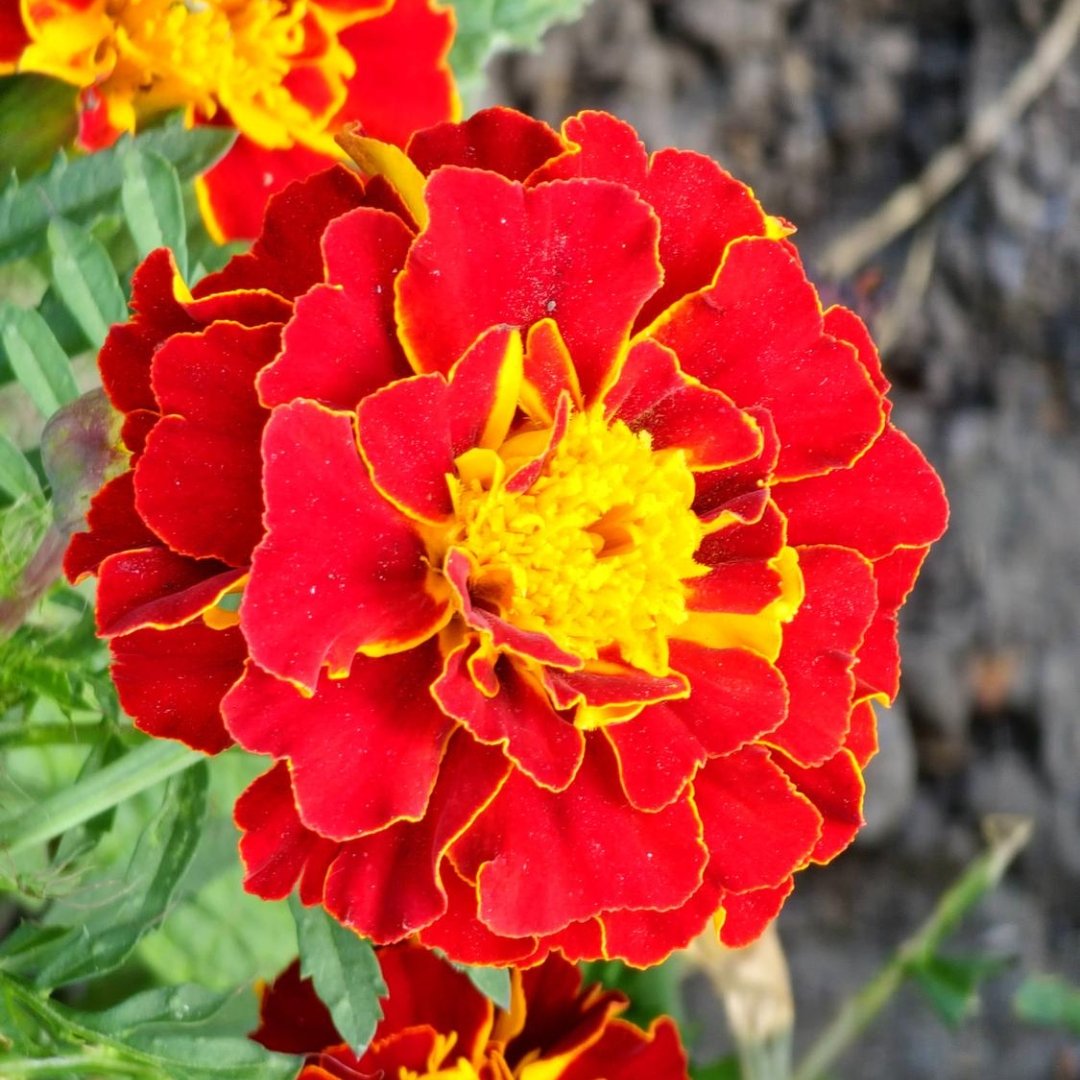 French Marigold Sparky Mix Seeds – Tagetes patula Flower Seeds - Image 3