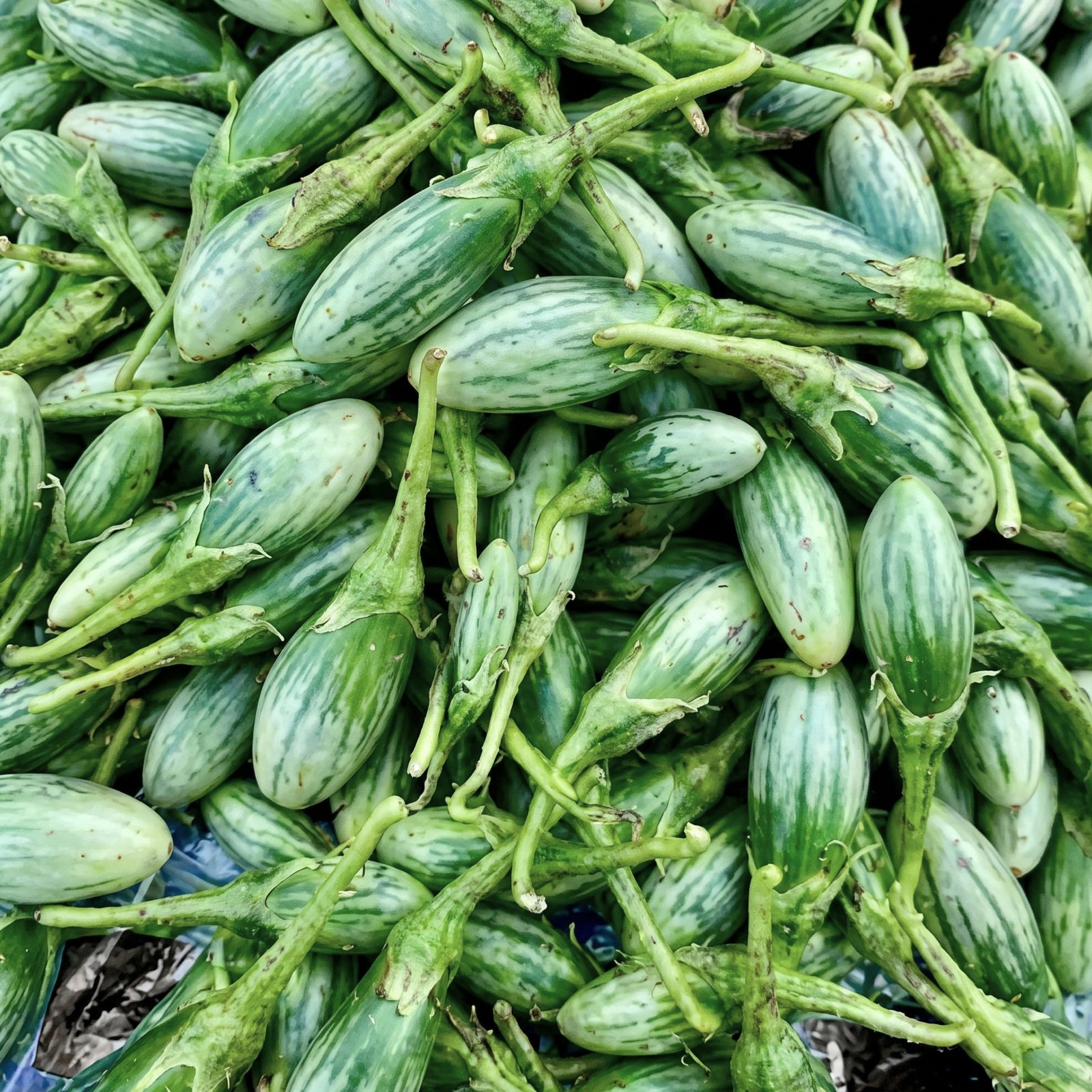 Premium Thai Rugby Eggplant Seeds displaying uniform green striped eggplants with smooth skin and tender flesh, perfect for backyard gardens, containers, and farm cultivation.
