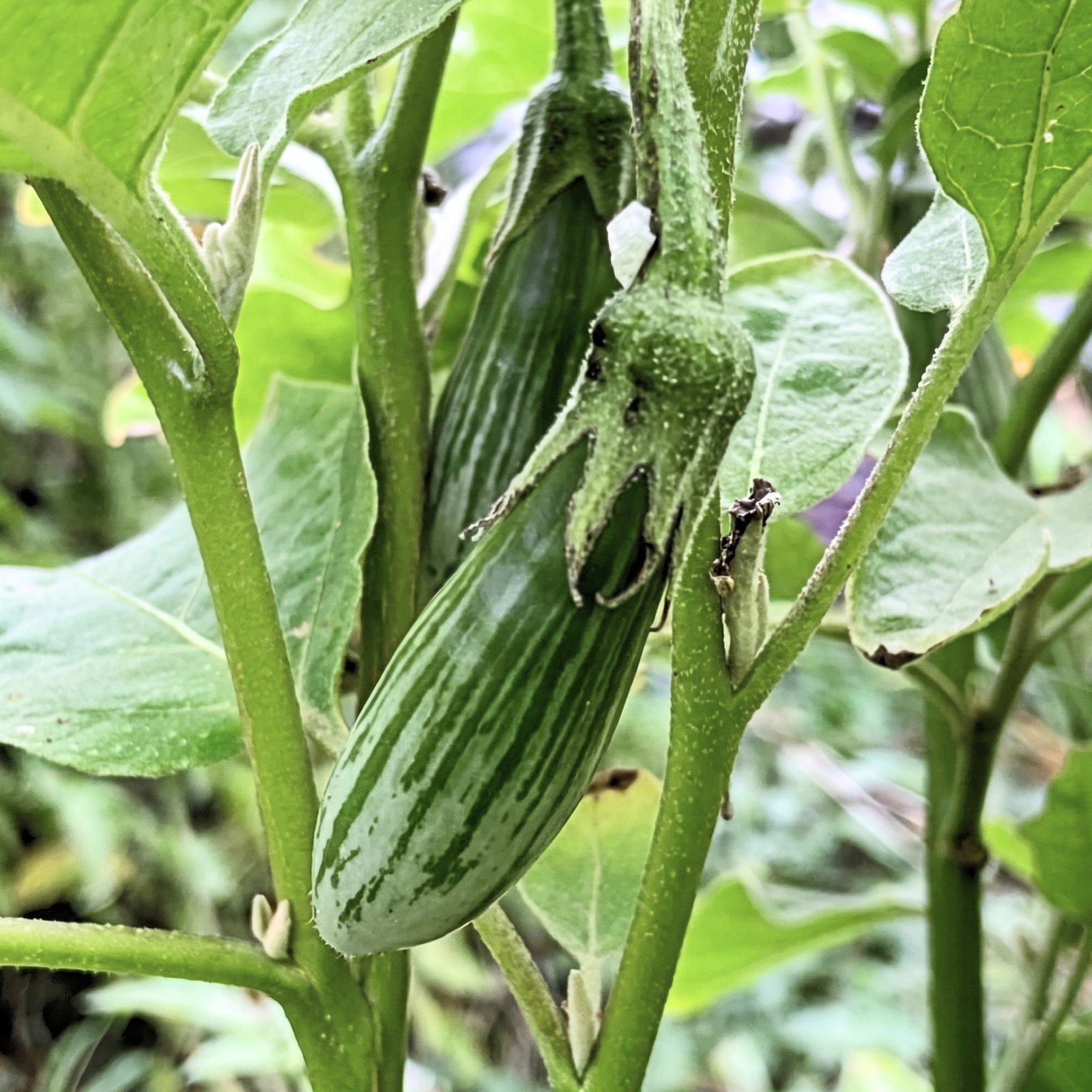 Freshly harvested Thai Rugby Eggplant from Thai Rugby Eggplant Seeds featuring smooth green fruits with white stripes, excellent for Asian cuisine, curries, stir-fries, and grilling.
