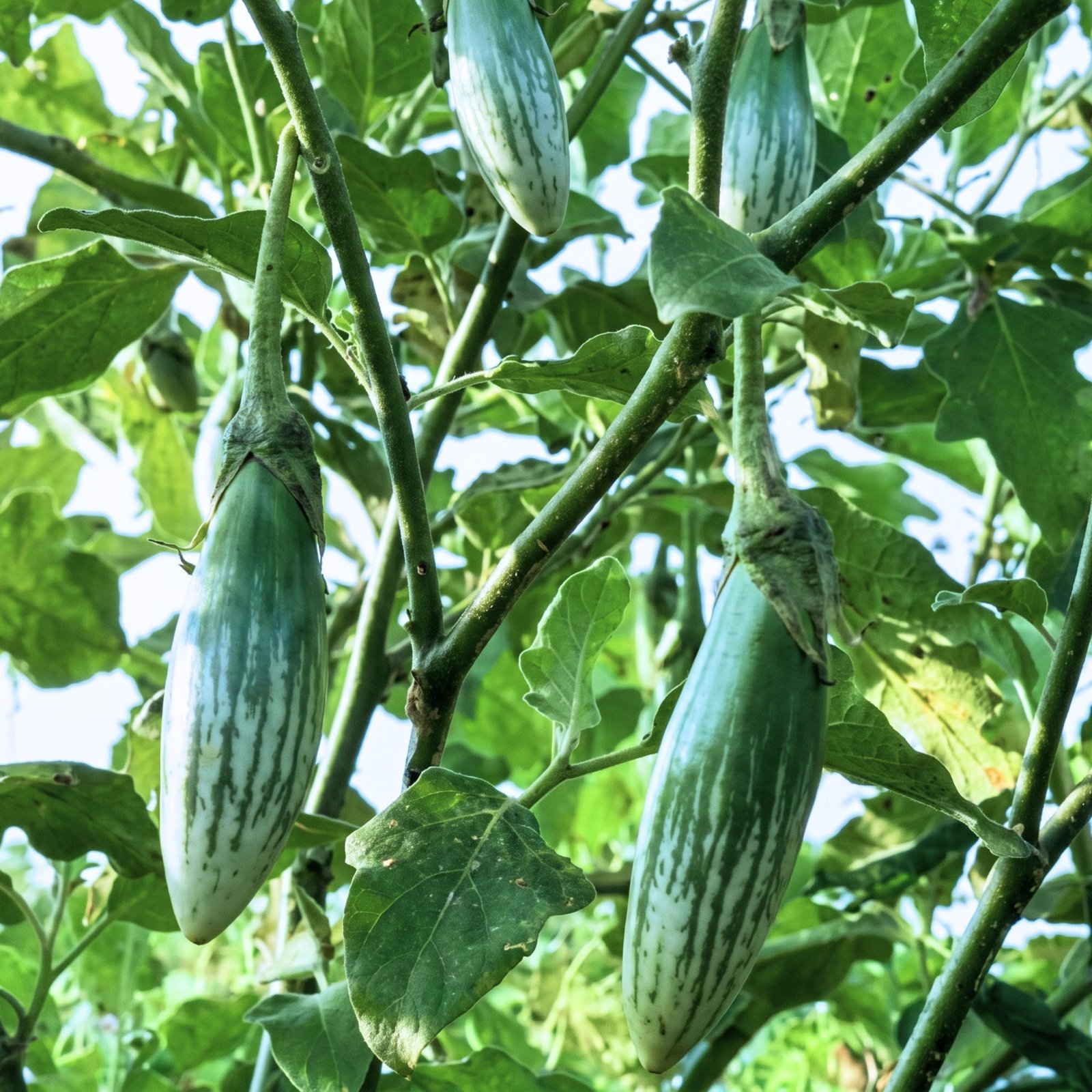 Thai Rugby Eggplant Seeds growing healthy striped eggplants on productive plants in full sun, showcasing premium-quality fruits for home gardeners and market growers.