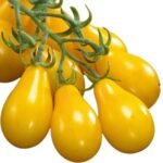 non gmo yellow pear tomato seeds