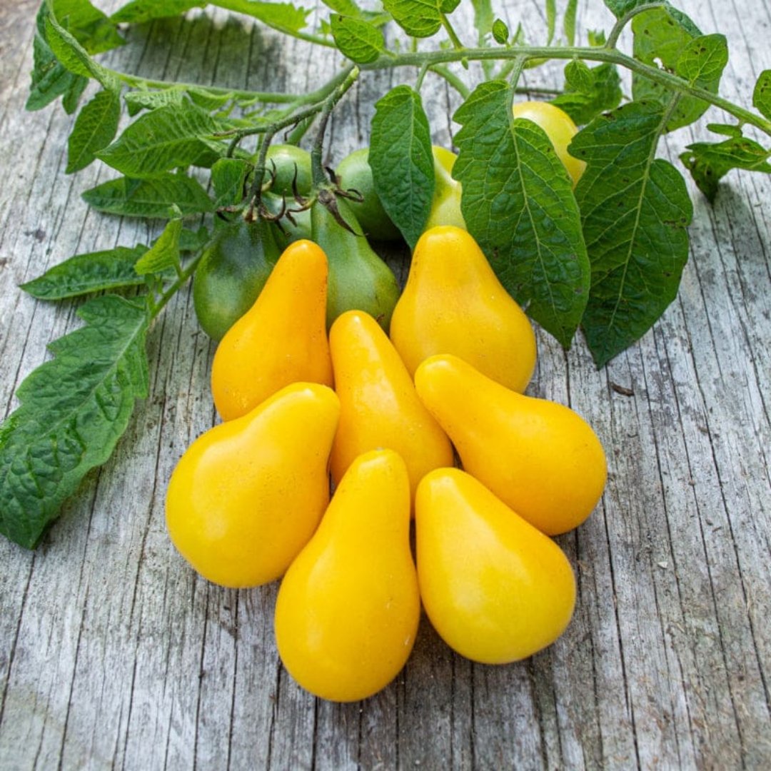 Yellow Pear Heirloom Tomato Seeds – Non-GMO Cherry Tomato - Image 3