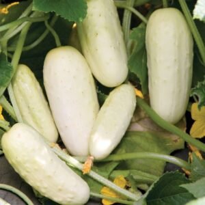 White cucumber seeds heirloom ivory cucumber