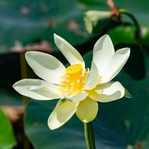 American Lotus Nelumbo lutea bloom growing in water garden with elegant pale yellow white petals