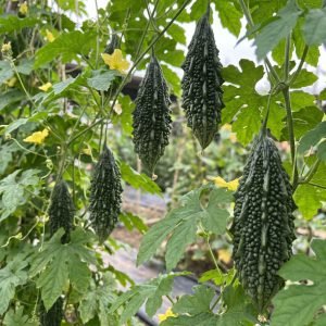 Bitter Gourd Super King Hybrid Seeds premium bitter melon karela variety with dark green textured fruits for trellis growing in USA home gardens