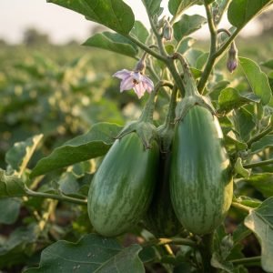 Fresh harvest from Brinjal Alrounder Hybrid Seeds showcasing premium light green striped brinjals with smooth skin and excellent garden performance