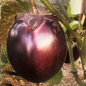 Brinjal Metal Tal Begun Seeds with premium round purple brinjals featuring smooth skin, excellent fruit quality, and vigorous garden performance