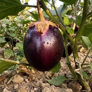 Fresh harvest from Brinjal Metal Tal Begun Seeds showcasing uniform round dark purple eggplants ideal for home gardens, raised beds, and commercial cultivation