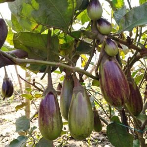 Brinjal Shayola Variety Seeds producing attractive purple-and-light-green eggplants with vigorous plants, ideal for home gardens, raised beds, and commercial vegetable production.