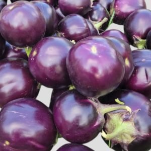 Fresh harvested Eggplant Deshi Tal Begun round purple brinjal fruits with smooth glossy skin