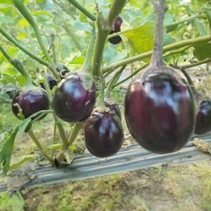 Eggplant Deshi Tal Begun plant producing glossy round deep purple Bangladeshi brinjal fruits in a home garden