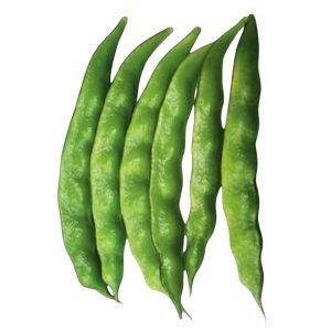 Open pollinated Knoldog lablab bean seeds green pods Bangladesh variety