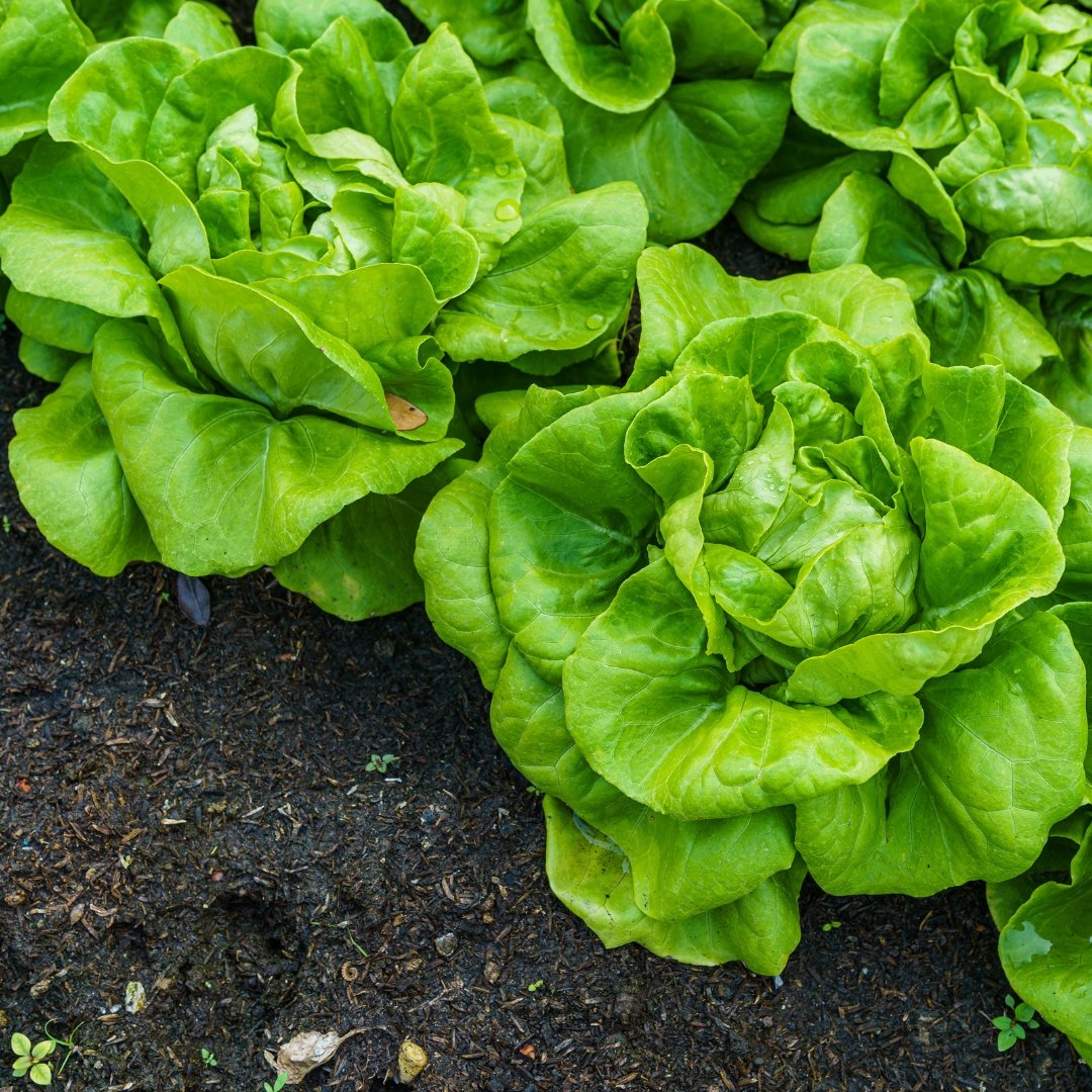 Fresh butterhead lettuce leaves used as a wrap base for a healthy meal plated with lime wedge