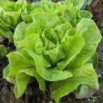 Lettuce Butterhead All Year Round growing in garden bed with tender bright green heads ready for harvest