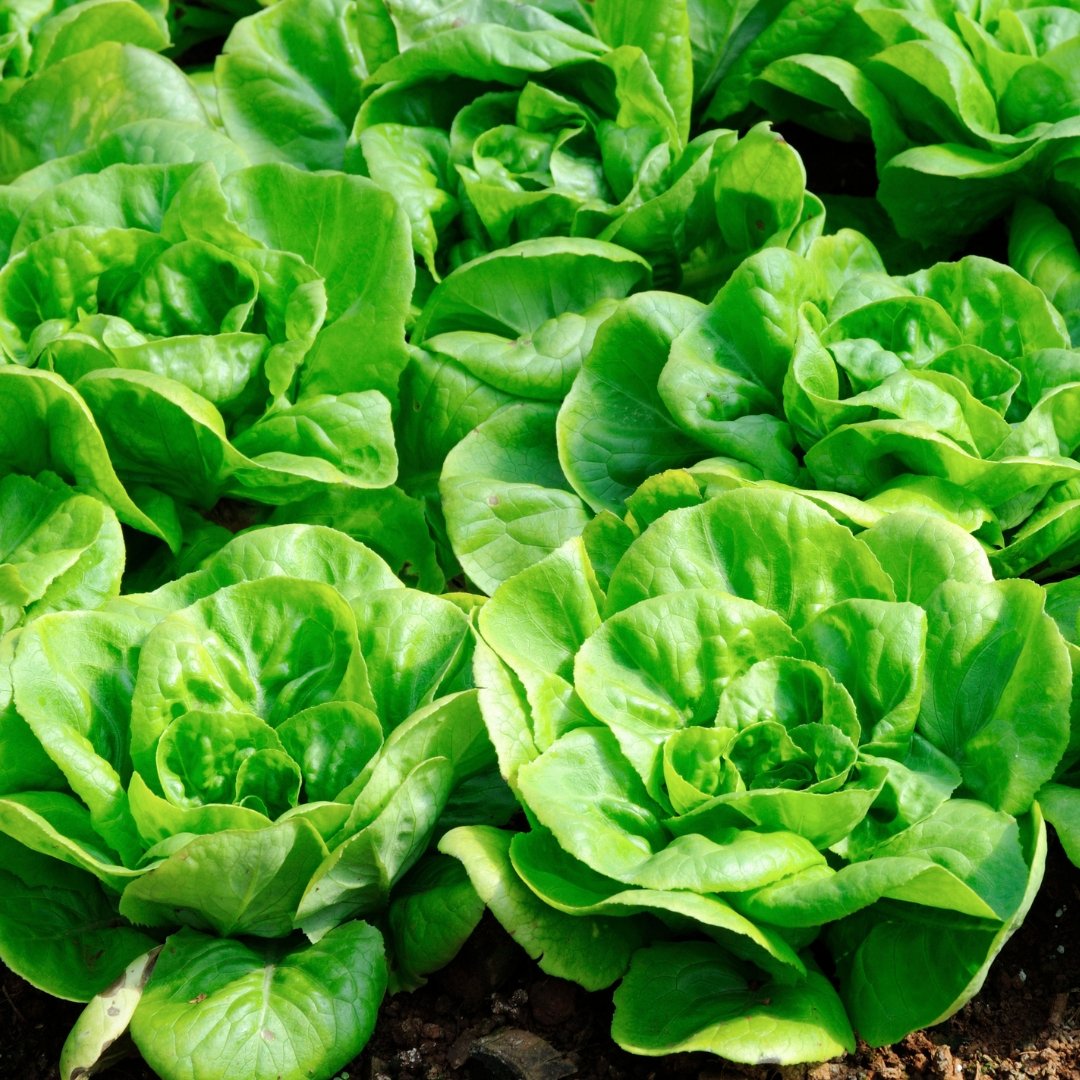 Close-up of heirloom butterhead lettuce head with smooth tender green leaves in garden soil