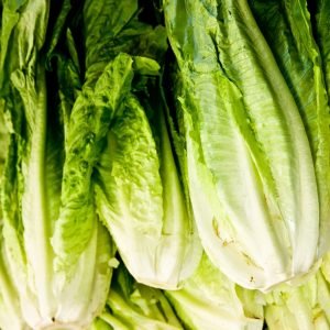 Lettuce Romaine Giant Caesar whole romaine head with crunchy green leaves isolated on white background