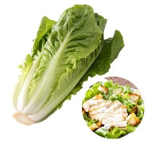 Lettuce Romaine Giant Caesar harvested fresh with large crisp bright green leaves in a home garden