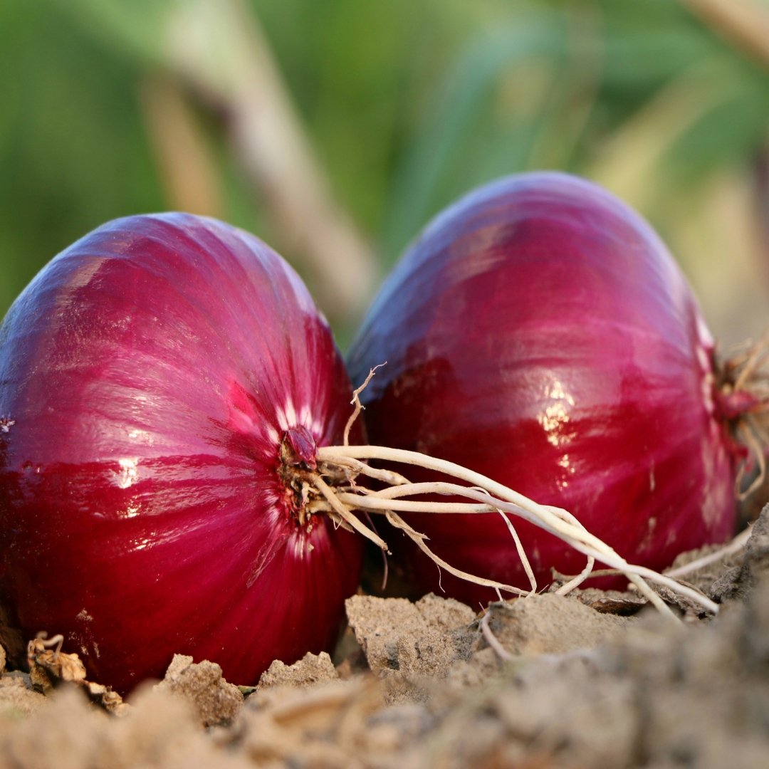 Red Grano Onion cut open showing crisp white and purple onion rings with red outer skin