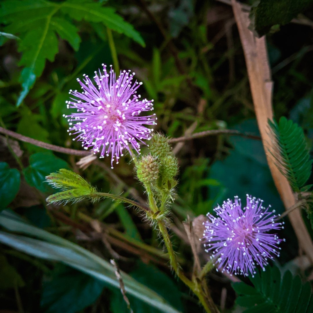 Sensitive Briar bright pink pom-pom flowers blooming in a native meadow style garden