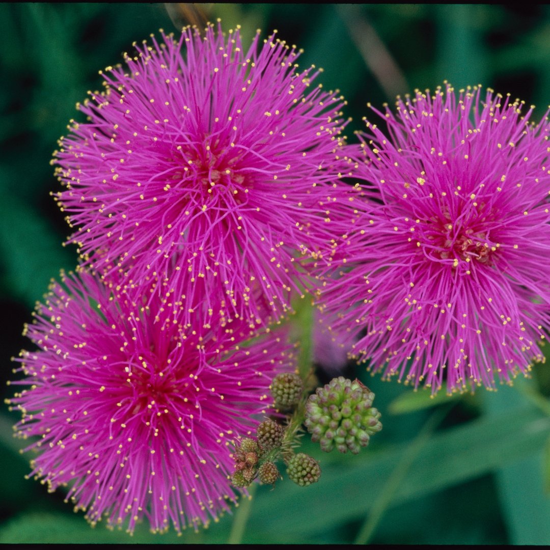 Sensitive Briar wildflower with delicate mimosa-like foliage and soft pink flower heads