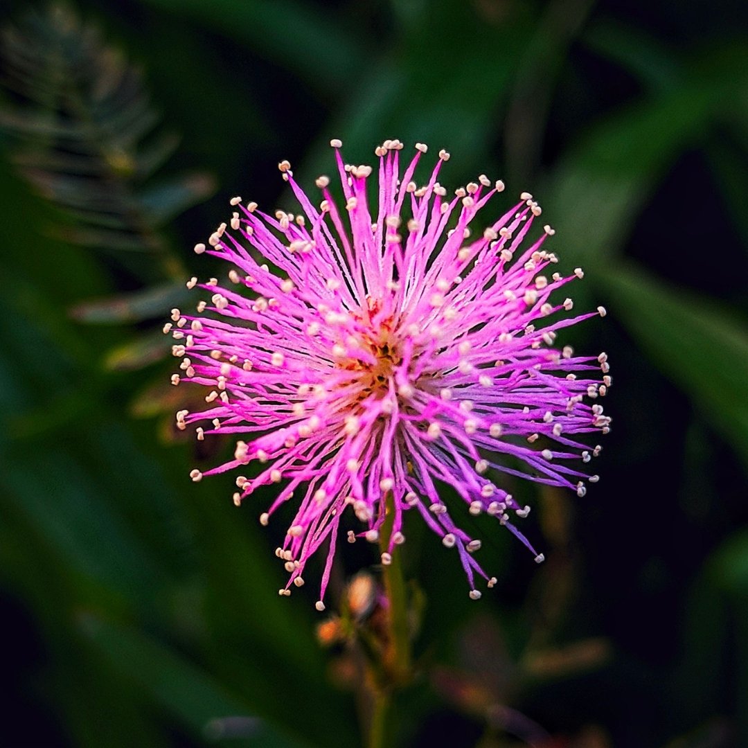Sensitive Briar pink wildflower bloom with fern-like leaves in a naturalized pollinator habitat garden