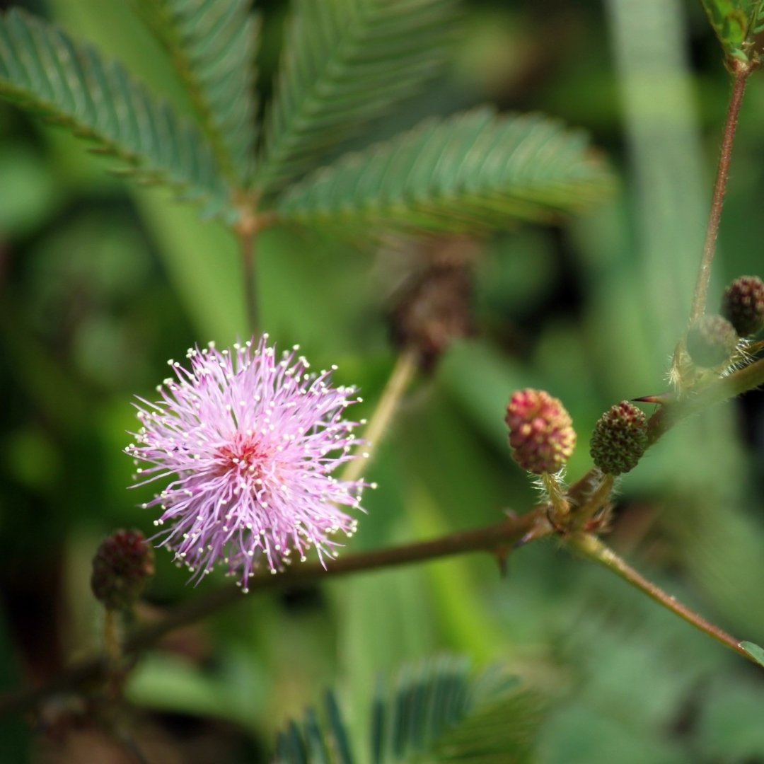 Sensitive Briar native wildflower pink puffball bloom close-up for pollinator garden planting