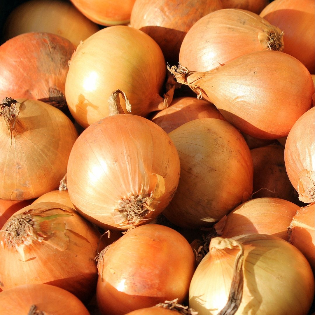 Texas Early Grano Onion whole and cut onion showing mild white flesh and golden outer skin