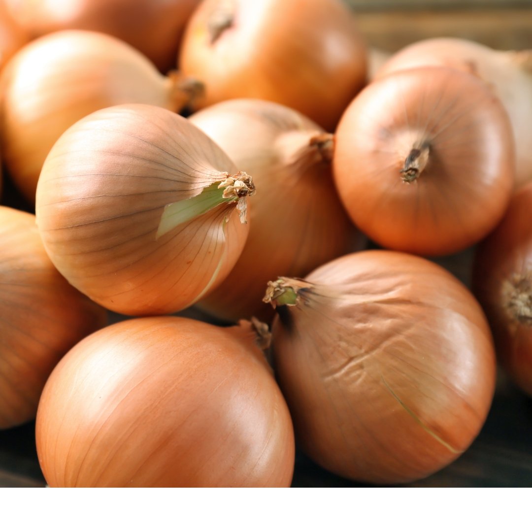 Texas Early Grano Onion fresh yellow onion bulbs grouped together for raised bed and backyard garden harvest