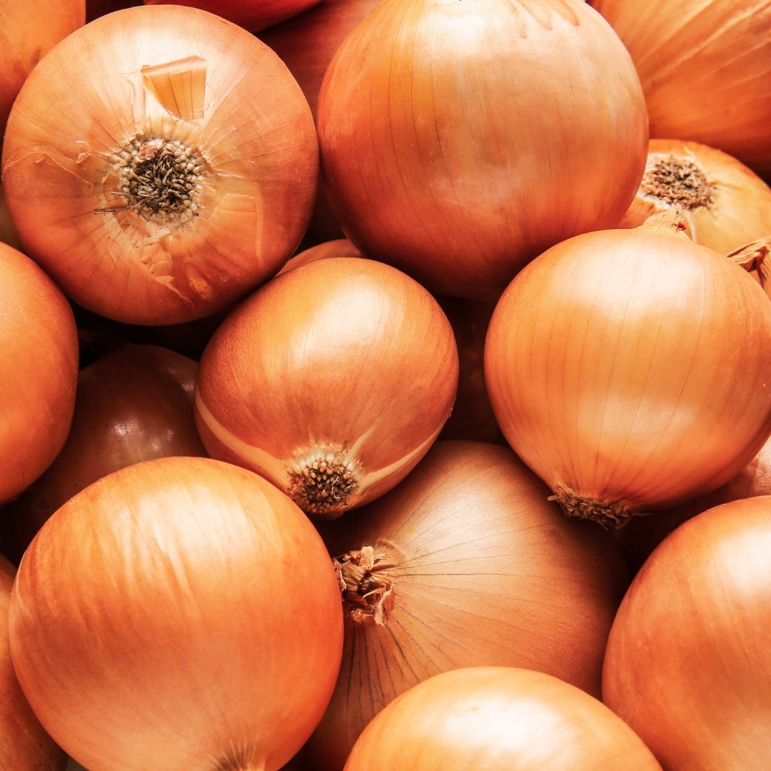 Texas Early Grano Onion mature golden yellow onions harvested for home garden planting and kitchen use