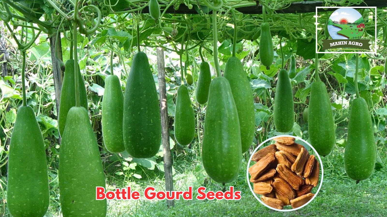 Bottle Gourd Seeds with mature bottle gourds growing on trellis