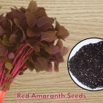 Fresh Red Amaranth Lal Shak bunch (Amaranthus tricolor)